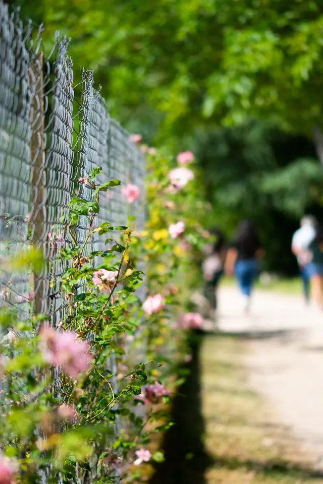 Climbing roses threaded through a chain-link fence along a park path, walkers blurred beyond