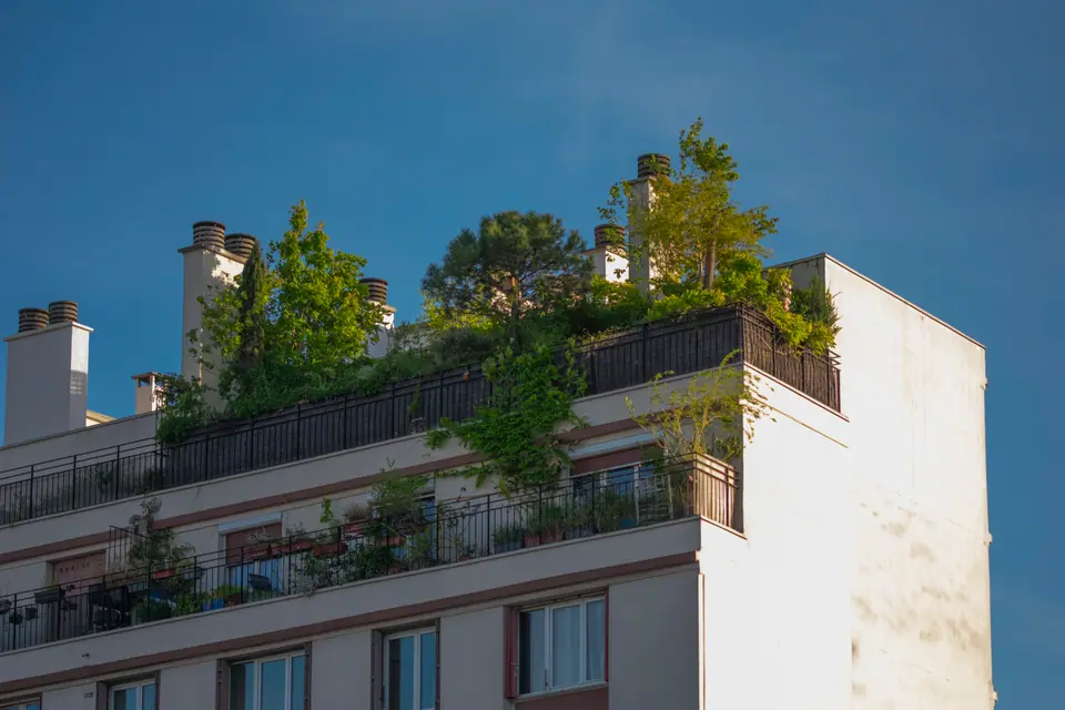 Trees and planting on a Paris rooftop terrace against a deep blue sky