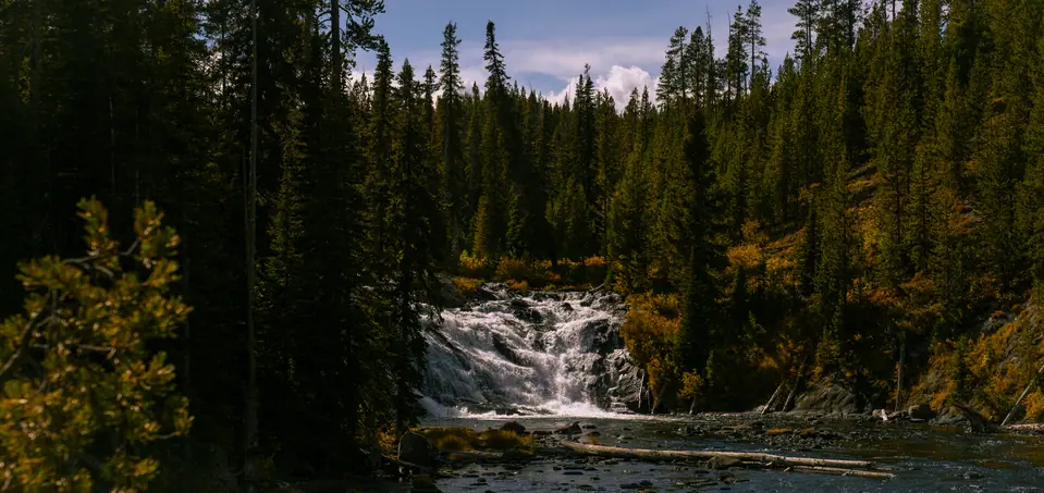 River cascade running through a dense stand of lodgepole pines